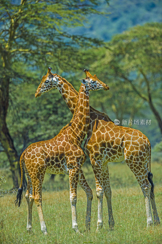 罗斯柴尔德长颈鹿(Giraffa camelopardalis rothschildi)是最濒危的长颈鹿亚种之一，野生长颈鹿只有几百只。纳库鲁湖国家公园，肯尼亚。战斗。